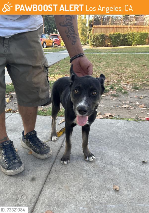 Found/Stray Female Dog last seen Hillcrest Dr / 28th st, Los Angeles, CA 90016