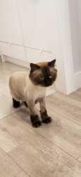 Lost Male Cat last seen Golden street burnaby, Burnaby, BC 