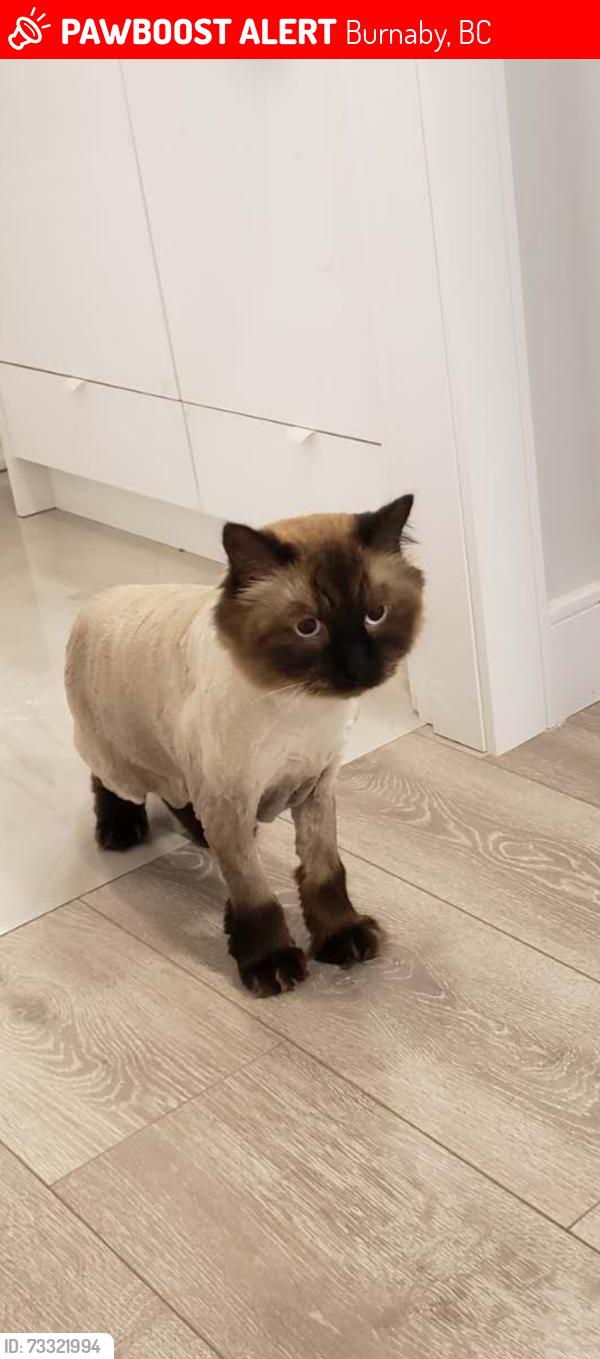 Lost Male Cat last seen Golden street burnaby, Burnaby, BC 