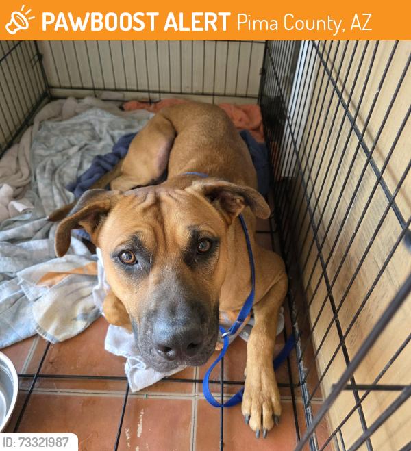 Found/Stray Male Dog last seen Ina Rd and Unknown, Pima County, AZ 85741