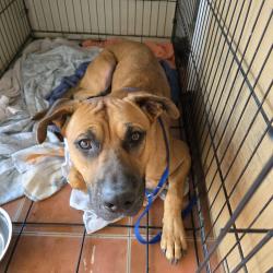 Found/Stray Male Dog last seen Ina Rd and Unknown, Pima County, AZ 85741