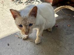 Found/Stray Male Cat last seen Chua Pho Tu, Hayward, CA 94541