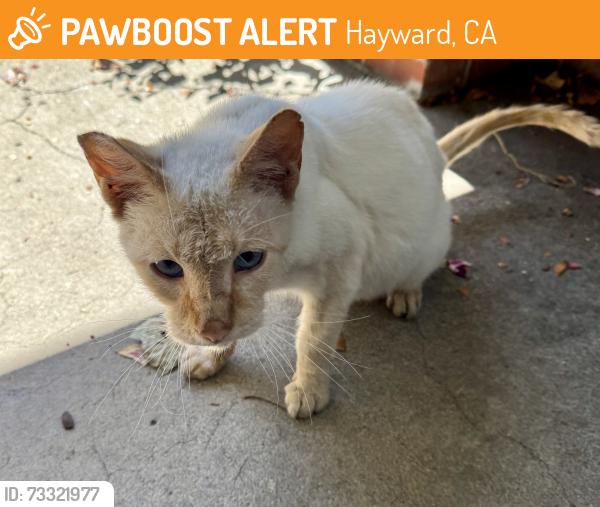 Found/Stray Male Cat last seen Chua Pho Tu, Hayward, CA 94541