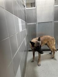 Shelter Stray Male Dog last seen Near BLK GARDEN PL, 655 N Mojave Rd, Las Vegas, NV 89101, USA
