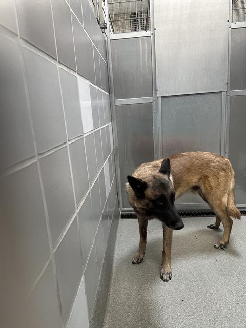 Shelter Stray Male Dog last seen Near BLK GARDEN PL, 655 N Mojave Rd, Las Vegas, NV 89101, USA