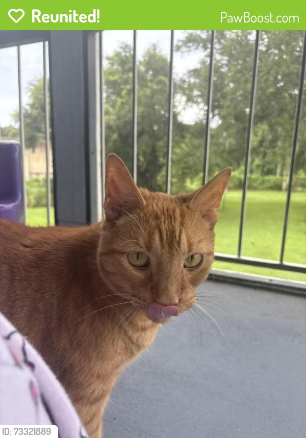 Reunited Male Cat last seen Conroy rd, Orlando, FL 32835