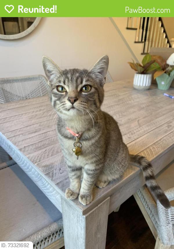 Reunited Female Cat last seen Silver Eagle, Rockbluff Park, Rolling Hills Estates, CA 90274