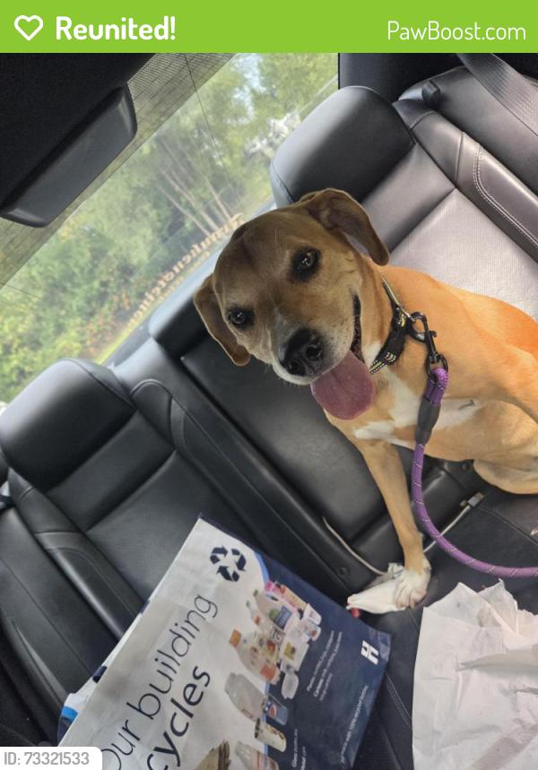 Reunited Female Dog last seen 133rd and 132nd, Ham Lake, MN 55304