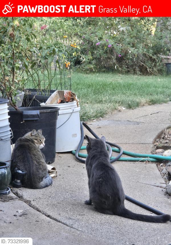 Lost Male Cat last seen Lime kiln, Grass Valley, CA 95949