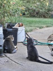 Lost Male Cat last seen Lime kiln, Grass Valley, CA 95949