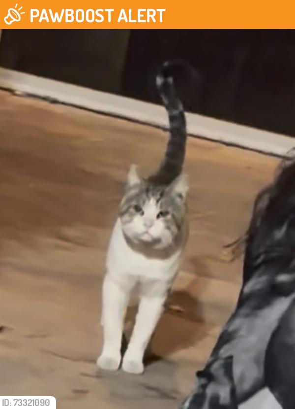 Found/Stray Male Cat last seen Foothill in the shopping center next to Sacred Church, Rancho Cucamonga, CA 91739