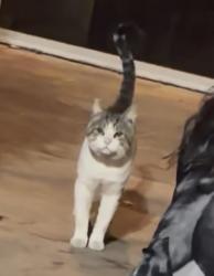 Found/Stray Male Cat last seen Foothill in the shopping center next to Sacred Church, Rancho Cucamonga, CA 91739