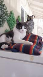 Lost Female Cat last seen country gables, Glendale, AZ 85306