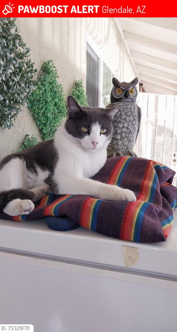Lost Female Cat last seen country gables, Glendale, AZ 85306