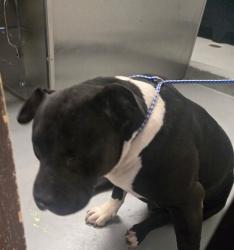 Shelter Stray Male Dog last seen WHITE LANE BAKERSFIELD, 201 S Mt Vernon Ave, Bakersfield, CA 93307, USA