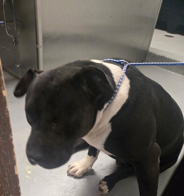 Shelter Stray Male Dog last seen WHITE LANE BAKERSFIELD, 201 S Mt Vernon Ave, Bakersfield, CA 93307, USA