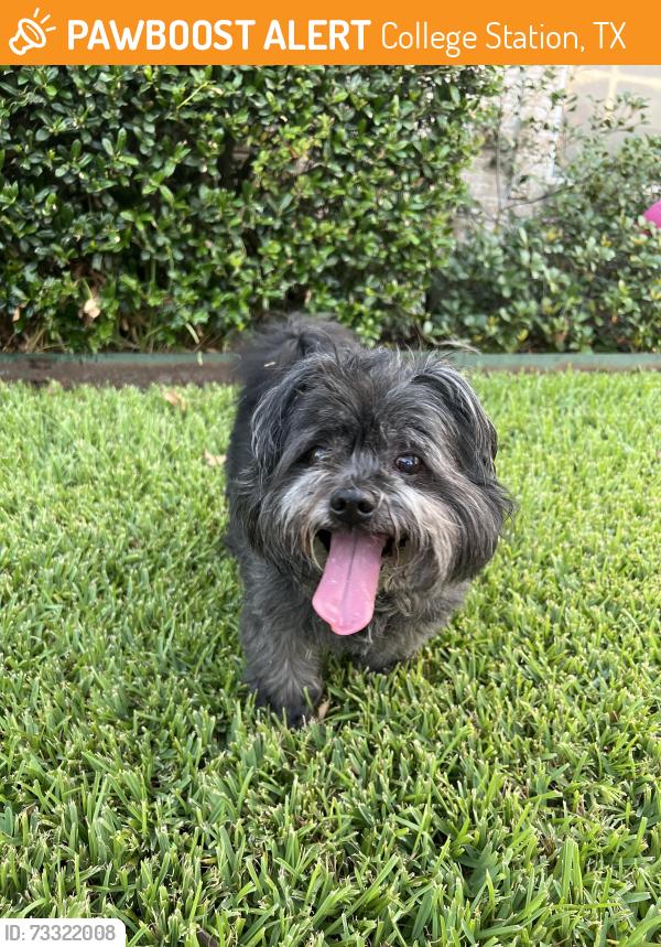 Found/Stray Unknown Dog last seen Fraternity Row, College Station, TX 77845