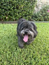 Found/Stray Unknown Dog last seen Fraternity Row, College Station, TX 77845