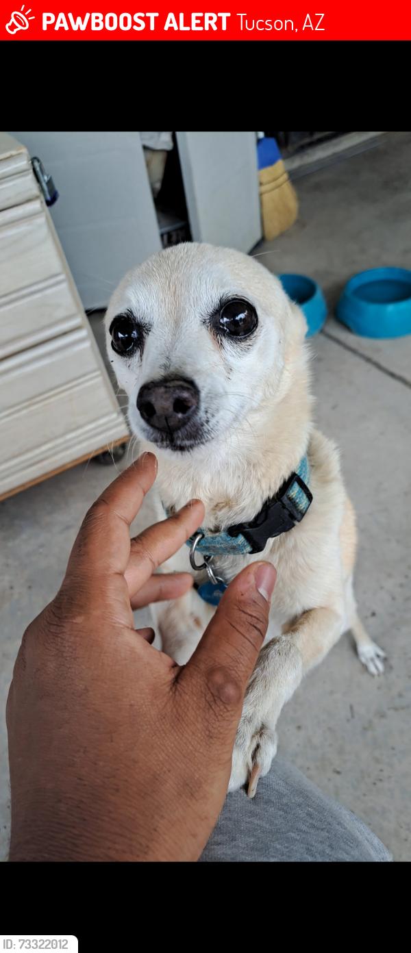 Lost Male Dog last seen Campbell Irvington, Tucson, AZ 85706