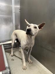 Shelter Stray Female Dog last seen , 5210 W Ave I, Lancaster, CA 93536, USA