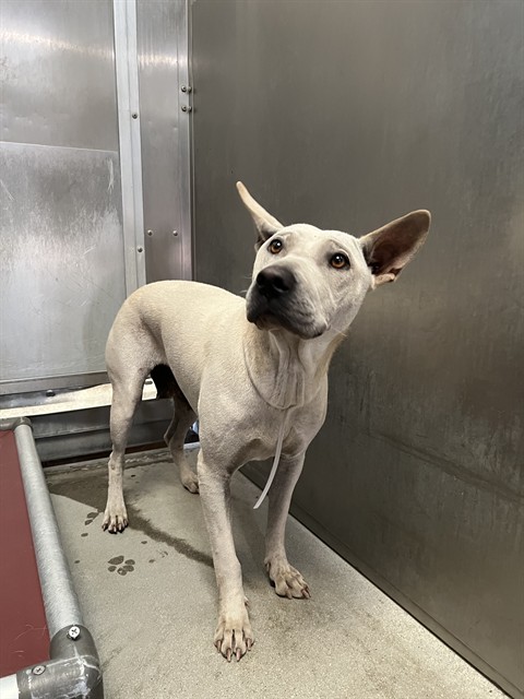 Shelter Stray Female Dog last seen , 5210 W Ave I, Lancaster, CA 93536, USA