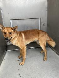 Shelter Stray Male Dog last seen , 5210 W Ave I, Lancaster, CA 93536, USA