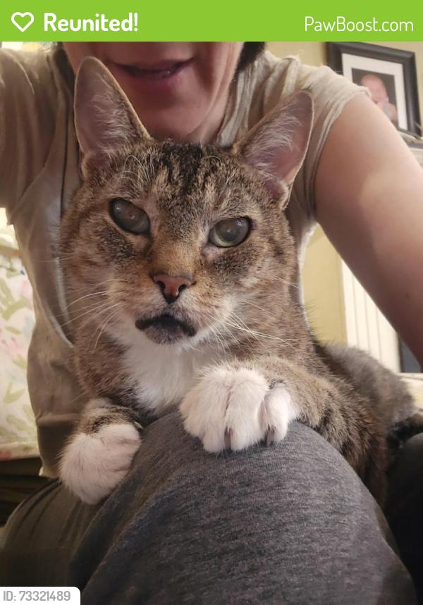 Reunited Male Cat last seen Stowe and Bennington Woods, Reston, VA 20194