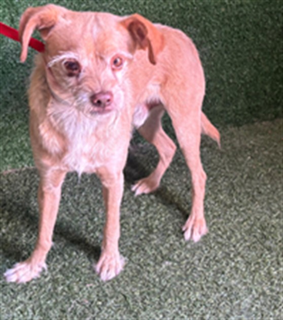 Shelter Stray Unknown Dog last seen , 5210 W Ave I, Lancaster, CA 93536, USA