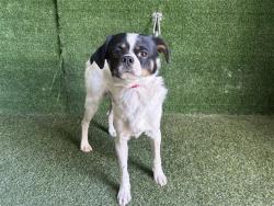 Shelter Stray Male Dog last seen , 5210 W Ave I, Lancaster, CA 93536, USA