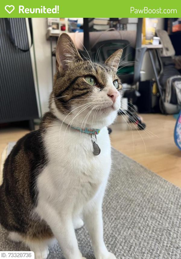 Reunited Male Cat last seen North Park water tower, San Diego, CA 92104
