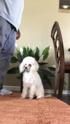 Lost Male Dog last seen N. Brookfield St. off of K 96, Wichita, KS 67226