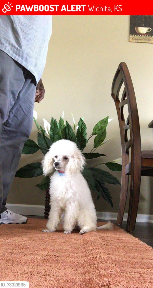 Lost Male Dog last seen N. Brookfield St. off of K 96, Wichita, KS 67226