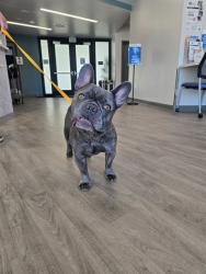 Shelter Stray Male Dog last seen BARRANCA PKWY/HARVARD AVE, 6443 Oak Canyon, Irvine, CA 92618, USA