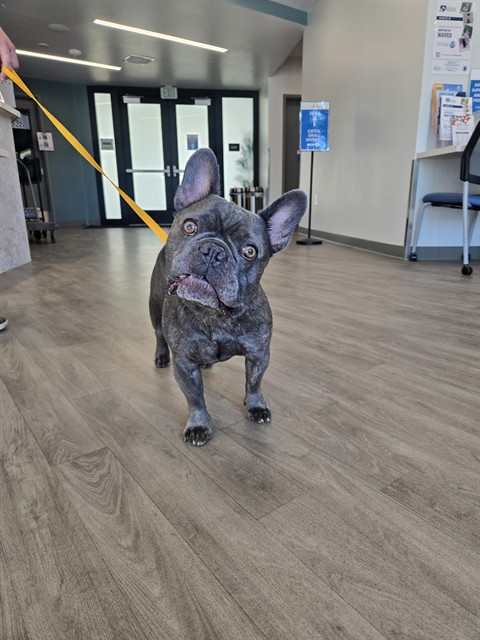 Shelter Stray Male Dog last seen BARRANCA PKWY/HARVARD AVE, 6443 Oak Canyon, Irvine, CA 92618, USA