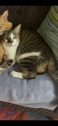 Reunited Male Cat last seen 69th and winkler, Fort Myers, FL 33919