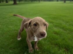 Shelter Stray Female Dog last seen , 38550 Sierra Hwy, Palmdale, CA 93550, USA