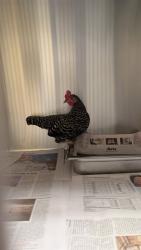 Shelter Stray Female Bird last seen Near BLOCK N BROADWAY, DENVER CO 80203, 1241 W Bayaud Ave, Denver, CO 80223, USA