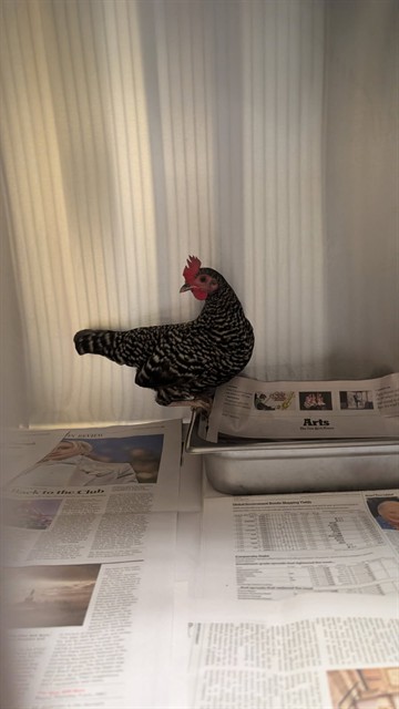 Shelter Stray Female Bird last seen Near BLOCK N BROADWAY, DENVER CO 80203, 1241 W Bayaud Ave, Denver, CO 80223, USA