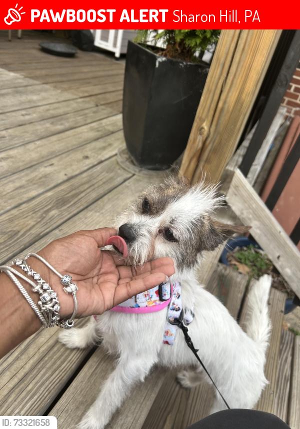 Lost Female Dog last seen Calcon hook and elmwood, Sharon Hill, PA 19079