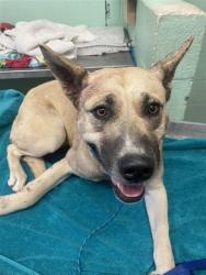 Shelter Stray Female Dog last seen MARYSVILLE BLVD & GRAND AVE, 2127 Front St, Sacramento, CA 95818, USA