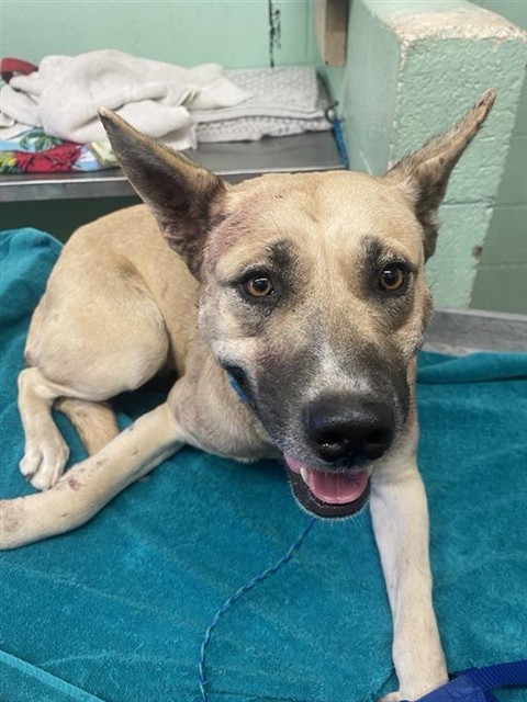 Shelter Stray Female Dog last seen MARYSVILLE BLVD & GRAND AVE, 2127 Front St, Sacramento, CA 95818, USA
