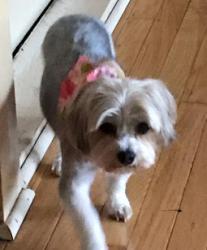 Reunited Female Dog last seen Rixie St at the Stoage for boats/cars, North Little Rock, AR 72114