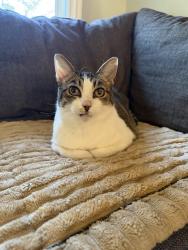 Lost Female Cat last seen Hidden Lakes Dr and Hidden Lakes Ct, Martinez, CA 94553