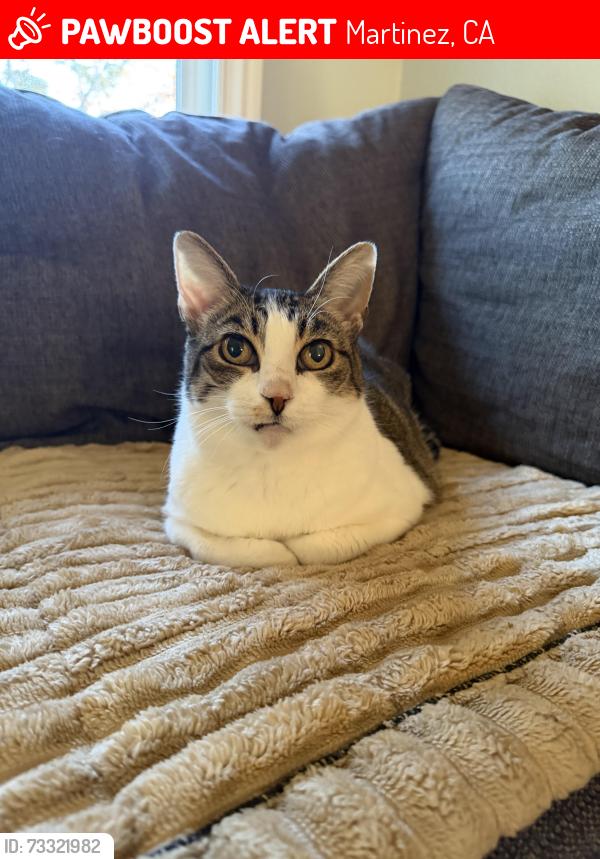 Lost Female Cat last seen Hidden Lakes Dr and Hidden Lakes Ct, Martinez, CA 94553