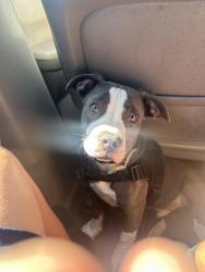 Reunited Male Dog last seen National City, National City, CA 91950