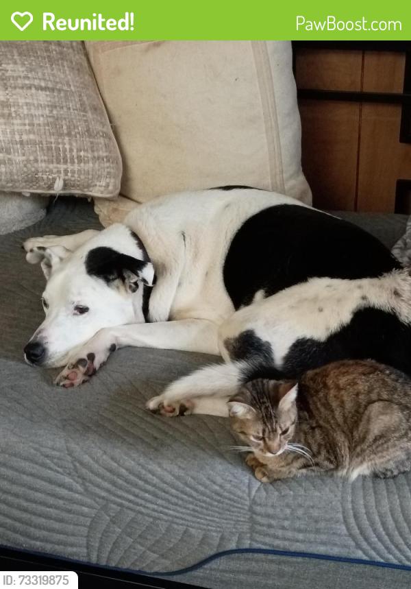 Reunited Male Cat last seen Cedar avenue., Elizabethton, TN 37643