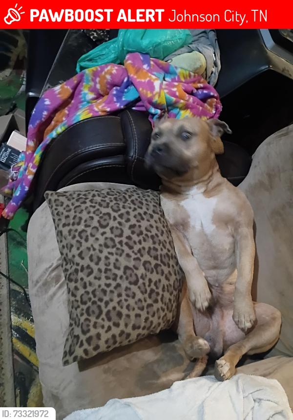 Lost Male Dog last seen Hilltop and fairview, Johnson City, TN 37601