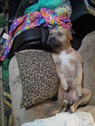 Lost Male Dog last seen Hilltop and fairview, Johnson City, TN 37601