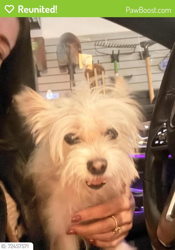 Reunited Unknown Dog last seen Near Sheffield and Possum, Norwalk, CT 06853