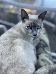 Reunited Female Cat last seen High Point Community Crbter, Seattle, WA 98126